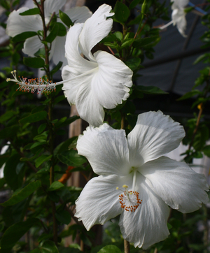 Dainty White, White Swan Hibiscus, Hibiscus rosa-sinensis 'Dainty White'